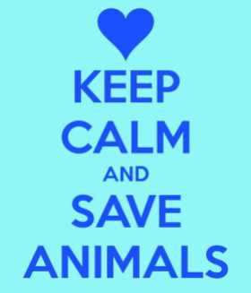 keep-calm-and-save-animals-6